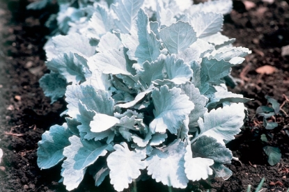 Picture of Cineraria - Cirrus